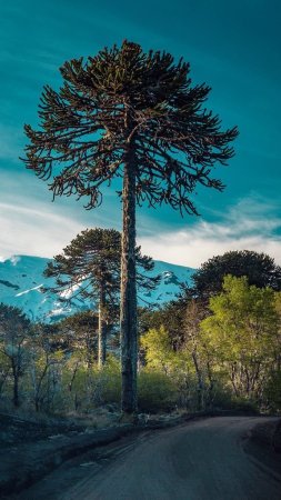 Araucaria araucana скачать фон 1080 x 1920