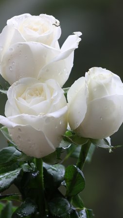 Самые красивые белые розы