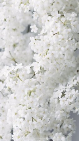 Белые цветы красивые