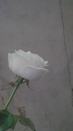 Белые цветы эстетика