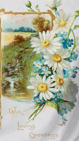 Открытка с ромашками скачать фон 720 x 1280