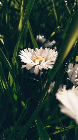Фон природа ромашки