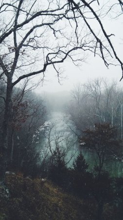 Misty forest скачать фон 1080 x 1920