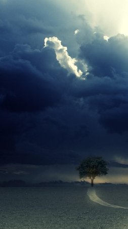 Одинокое дерево скачать фон 1424 x 2532