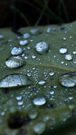 Капли воды на листе
