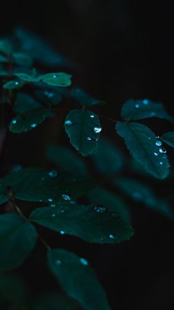 Растения листья