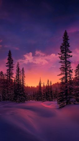 Winter forest sunset скачать фон 1424 x 2532