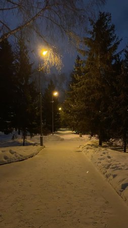 Зимний парк ночью скачать фон 1080 x 1920