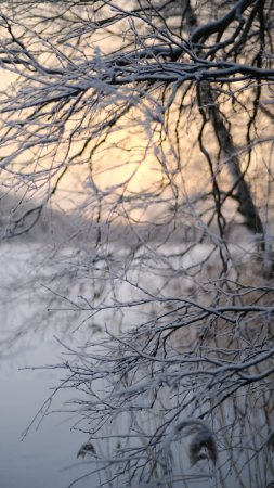 Зима ветки в снегу скачать фон 2160 x 3840