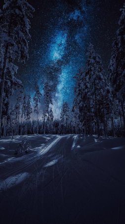 Зимний лес ночью скачать фон 1080 x 1920