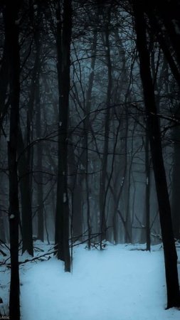 Мрачный зимний лес скачать фон 1080 x 1920