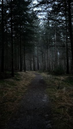 Темный мрачный лес скачать фон 720 x 1280