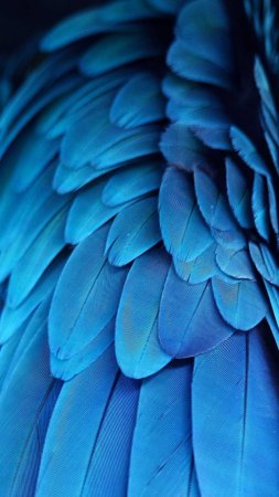Blue feather скачать фон 1080 x 1920