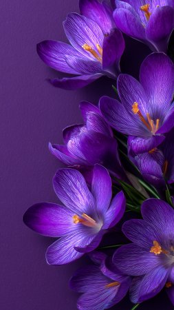 Фиолетовая фон