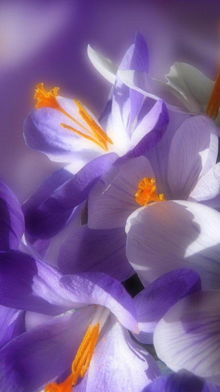 Крокус barrs purple