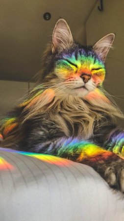 Кот радужный