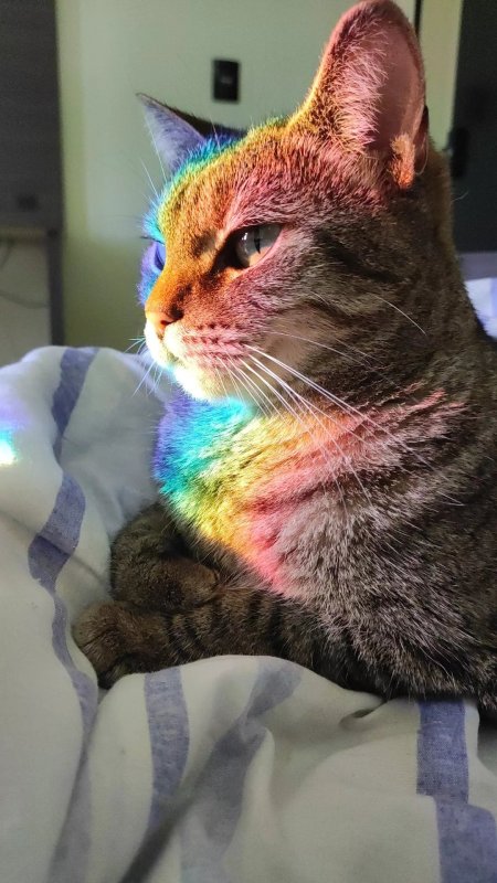 Радужные котики