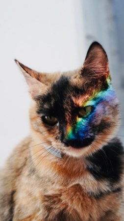 Радужные котики
