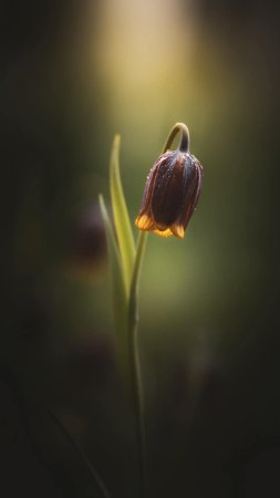 Фритиллярия / рябчик ува вульпис