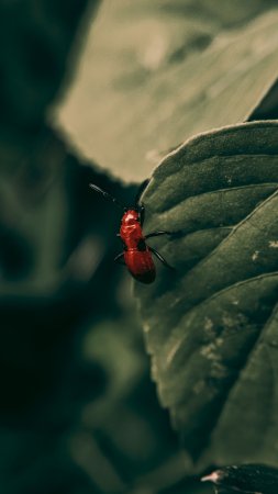 Жук трещалка лилейная личинка