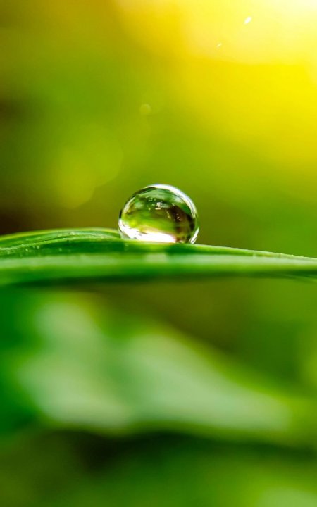 Капли воды на листе