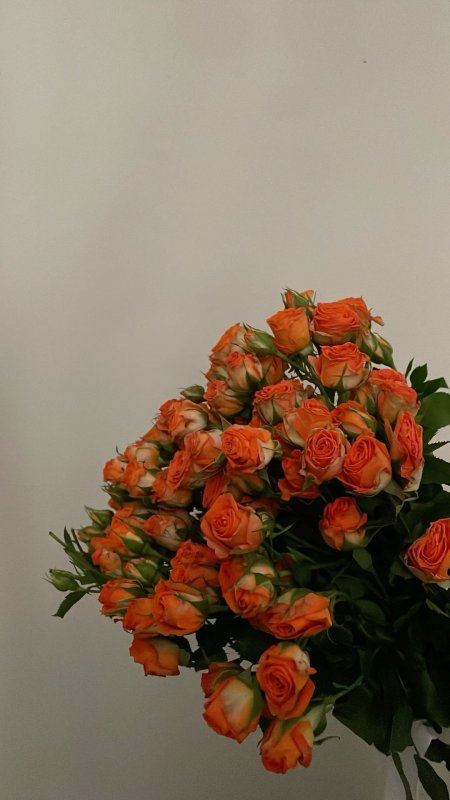 Роза спрей \ лайт оранж\