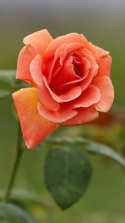 Роза 🌹