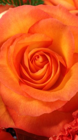Мандариново-оранжевая роза
