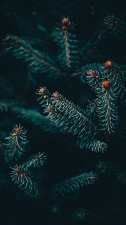 Обои для iPhone зима