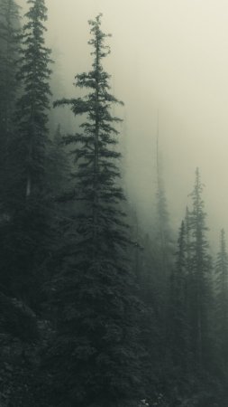 Foggy forest скачать фон 1424 x 2532