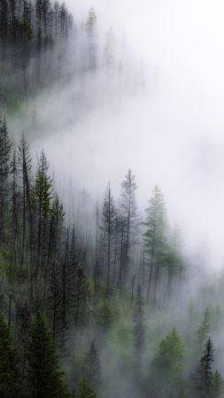 Лес в тумане скачать фон 2160 x 3840