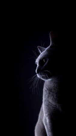 Кот серый