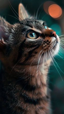 Красивое кот