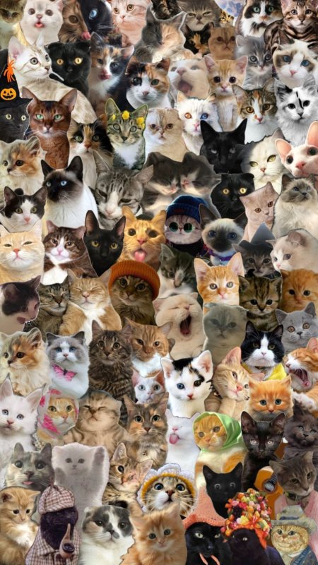 Много котиков