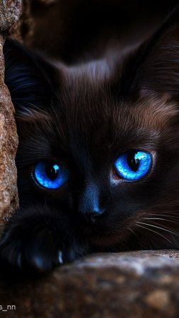 Черный кот с голубыми глазами