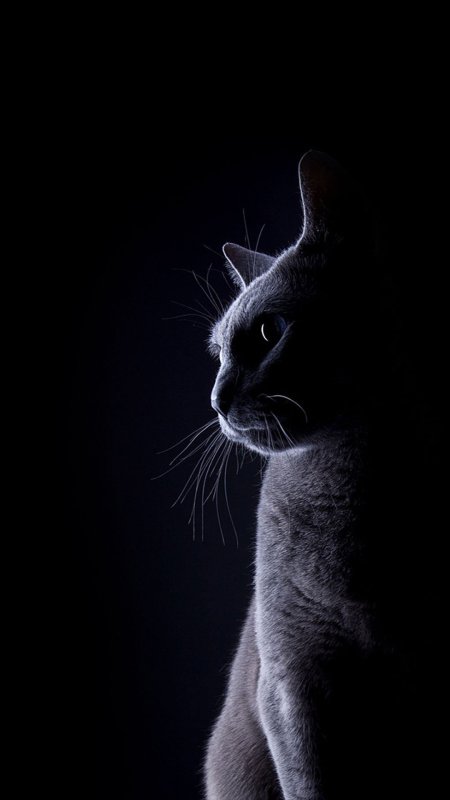 Голубая кошка