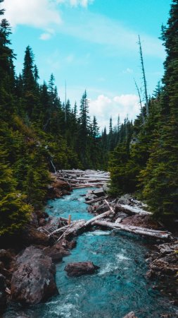 A river running through forest скачать фон 1424 x 2532