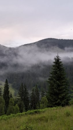 Foggy summer morning in the mountains carpathian ukraine скачать фон 2160 x 3840