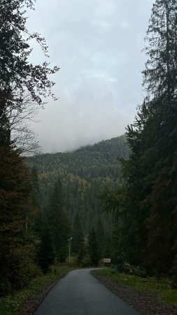 Лес в тумане скачать фон 1080 x 1920