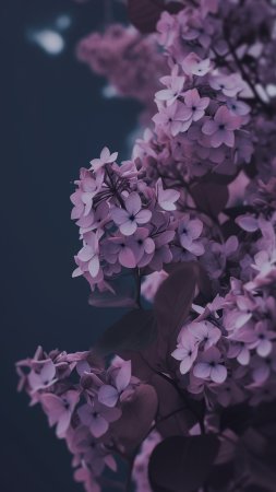 Фиолетовая фон