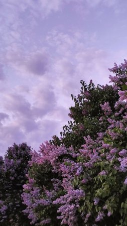 Сирень куст