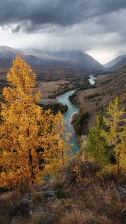 Золотые горы алтая река катунь скачать фон 1080 x 1920