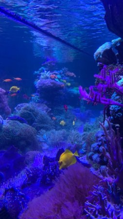 Океанариум sochi discovery world aquarium скачать фон 720 x 1280