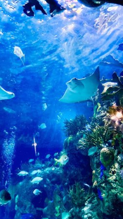 Sea life busan aquarium скачать фон 720 x 1280