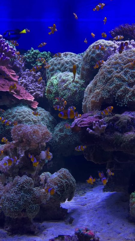 Saltwater aquarium скачать фон 1080 x 1920