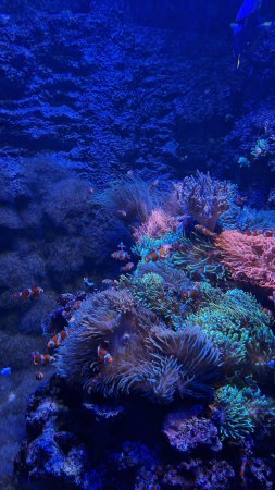 Морской мир скачать фон 2160 x 3840