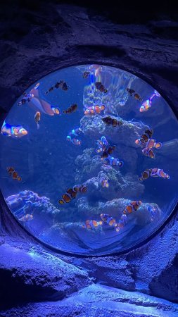 Огромный аквариум скачать фон 1080 x 1920