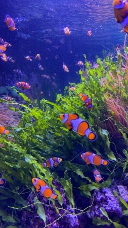 Fish aquarium скачать фон 720 x 1280
