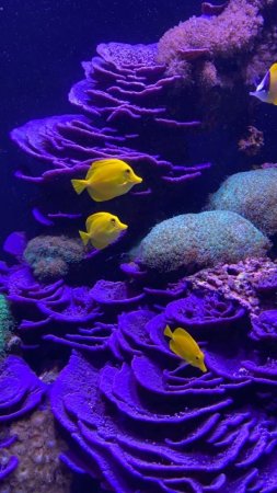 Подводные кораллы скачать фон 720 x 1280