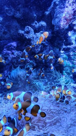 Ocellaris clownfish amphiprion скачать фон 1424 x 2532